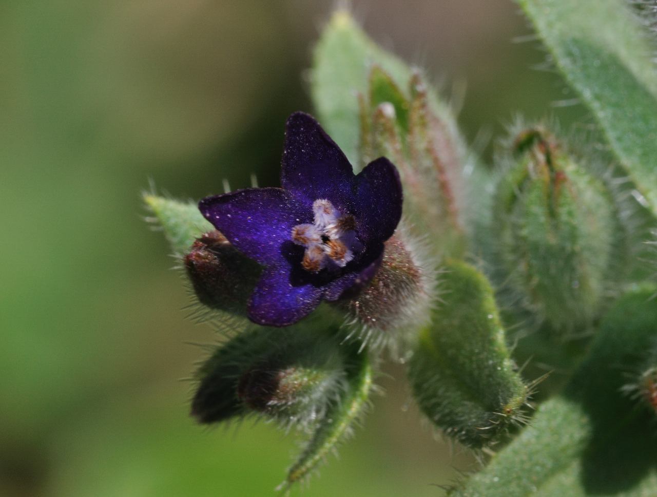 Anchusa undulata ssp. hybrida